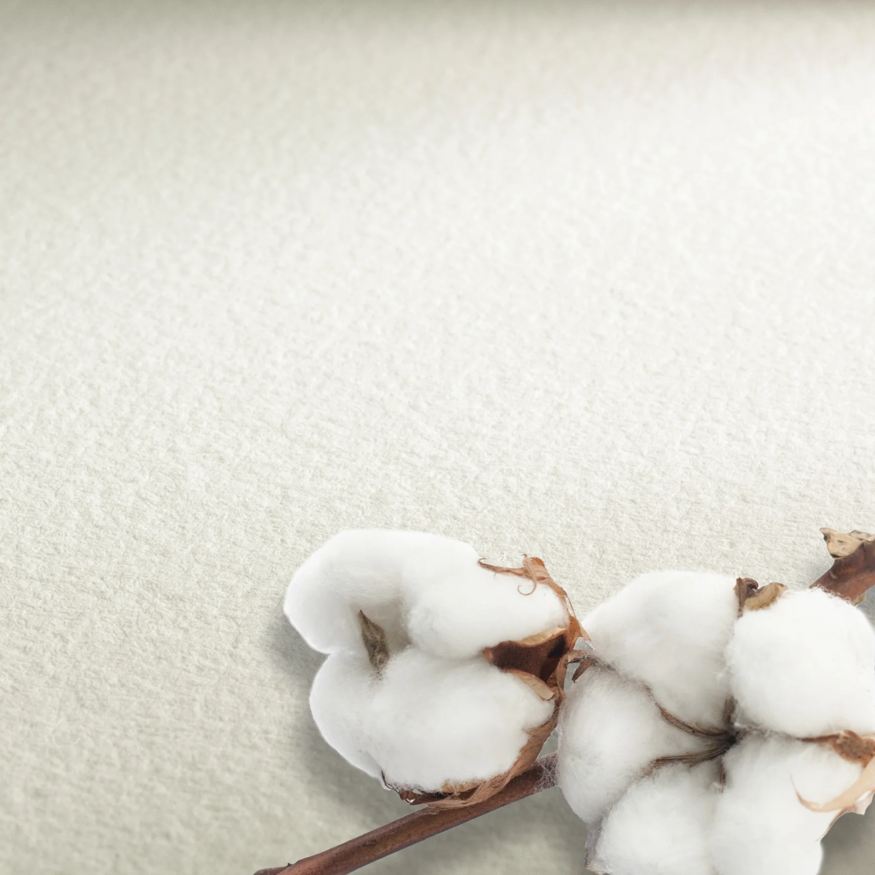 cotton, cotton boll, fiber, white, natural