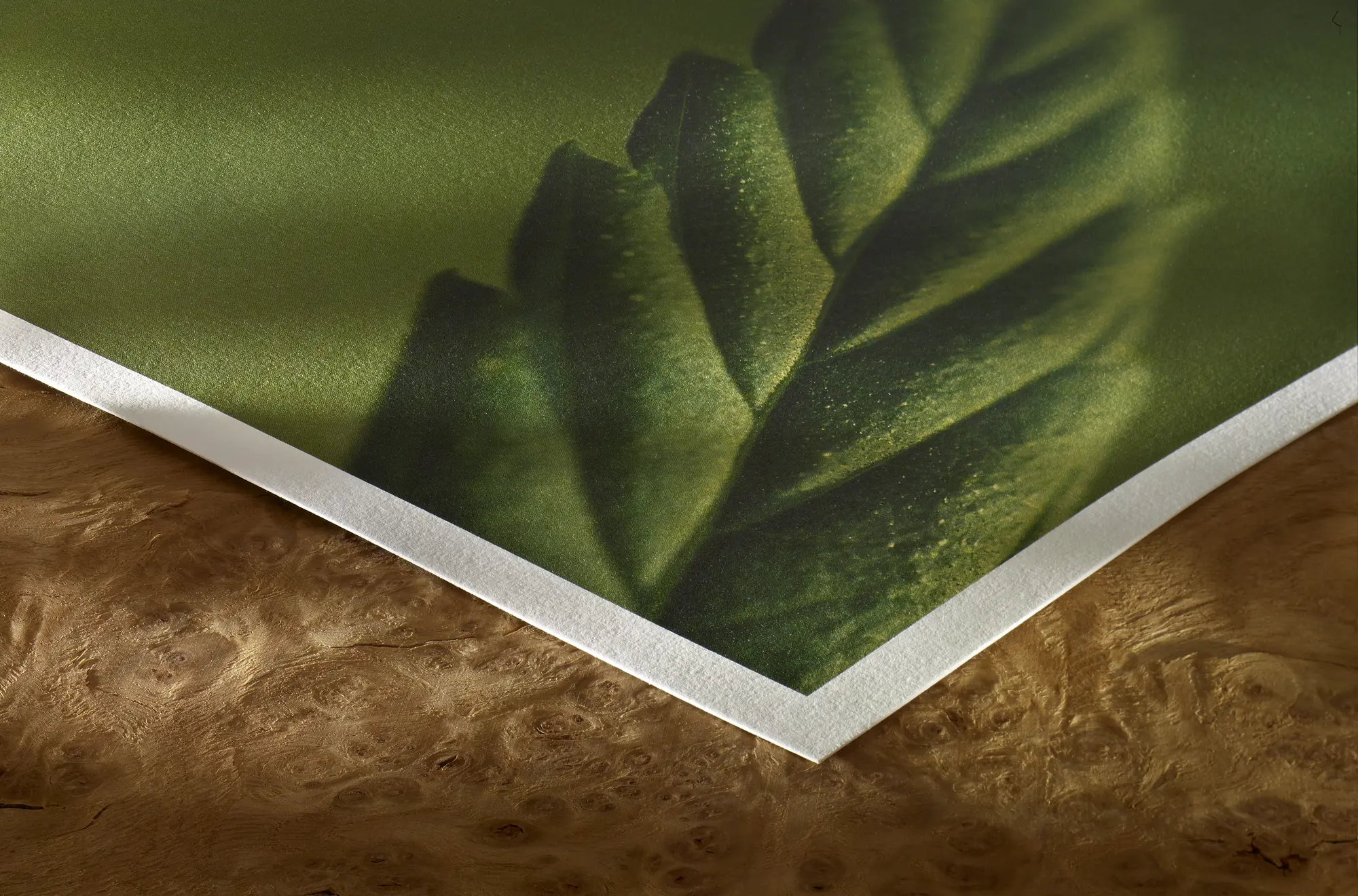 green, leaf, fern, nature, photograph