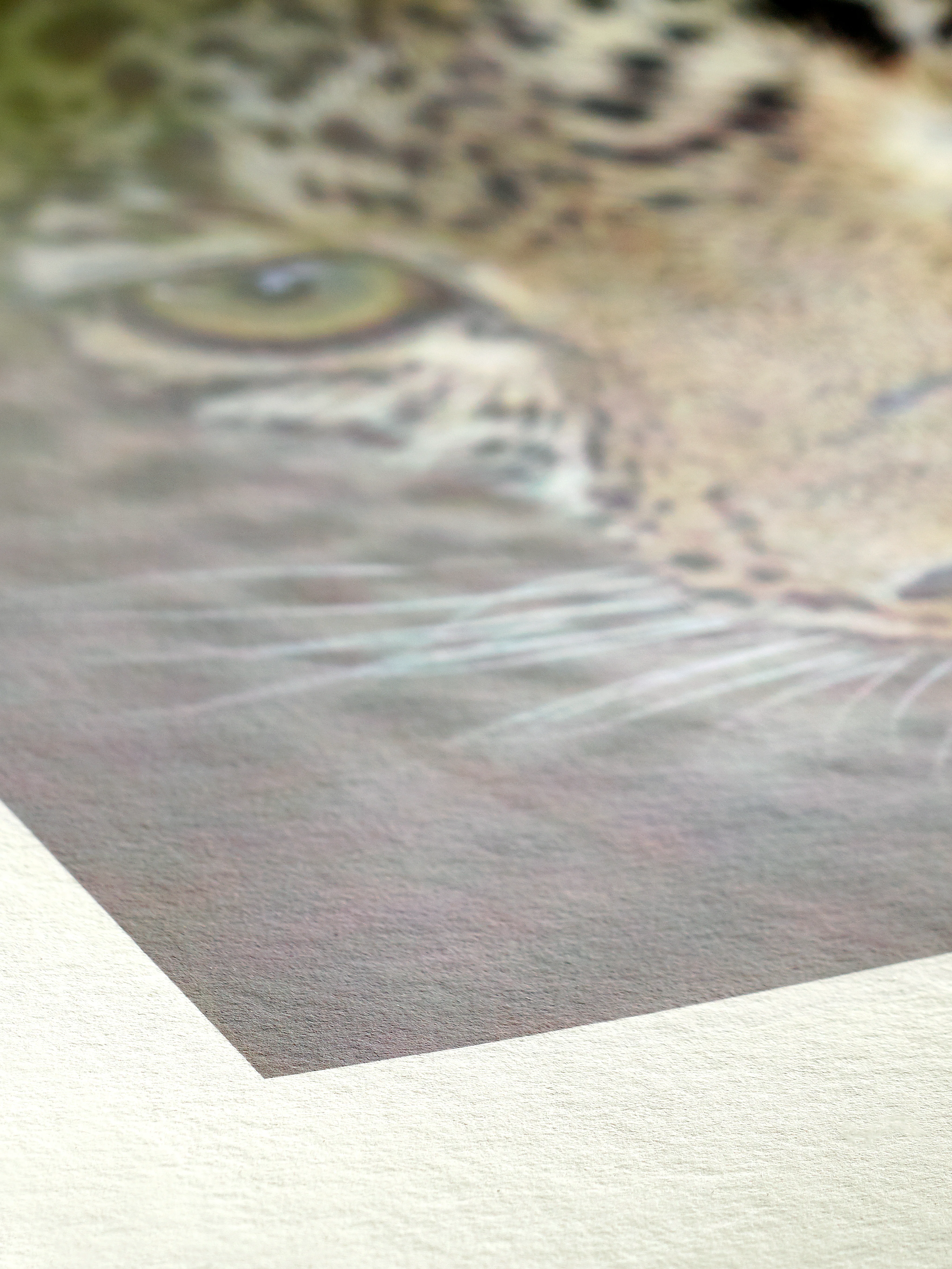 cat, close-up, eye, fur, whiskers