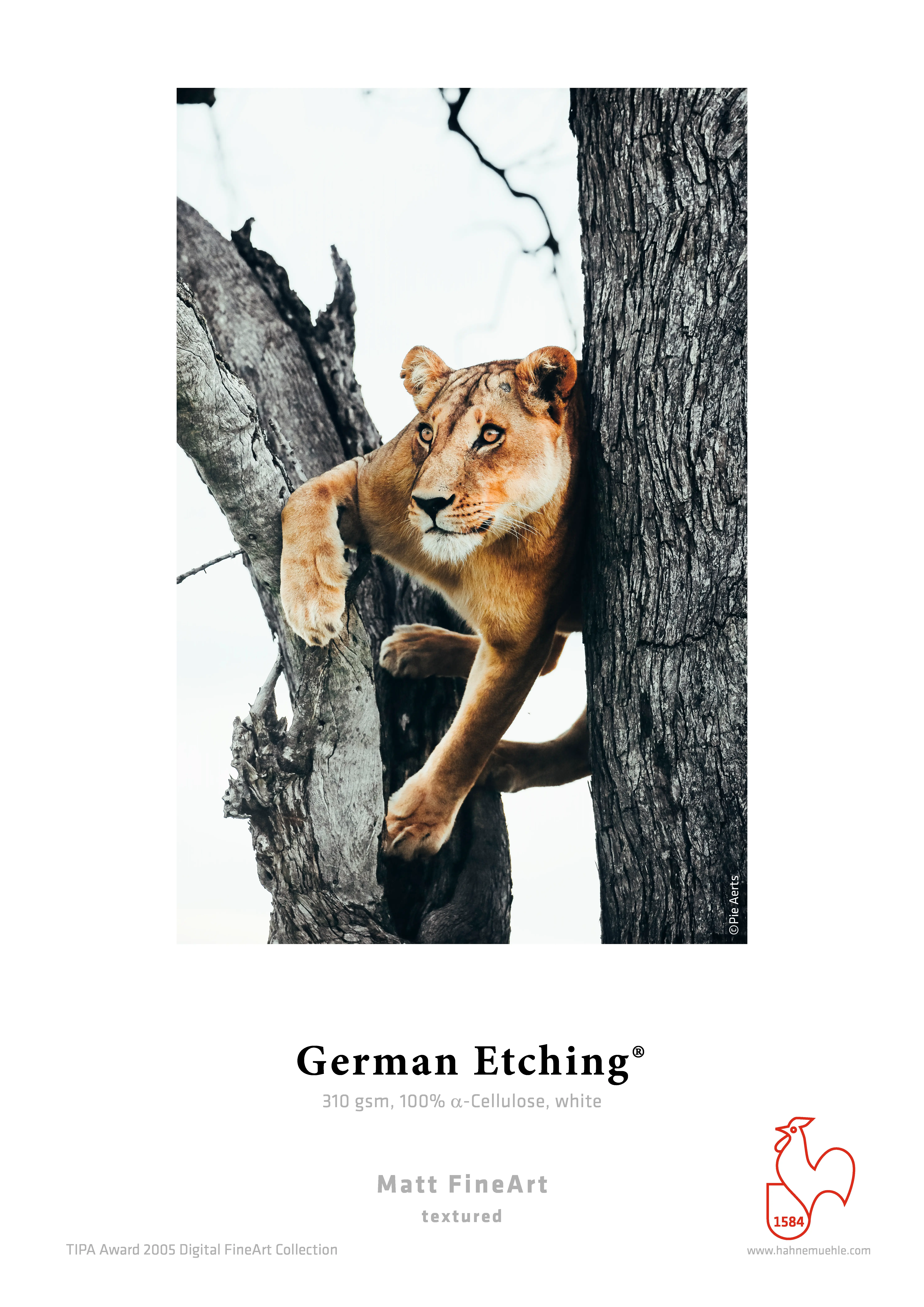 lion, big cat, tree, wildlife, predator
