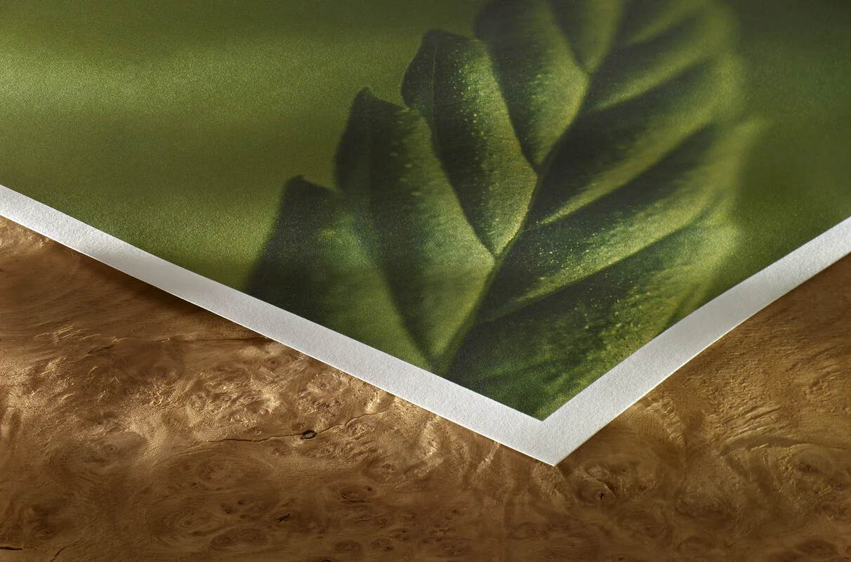 green, leaf, artprint, photograph, bordered