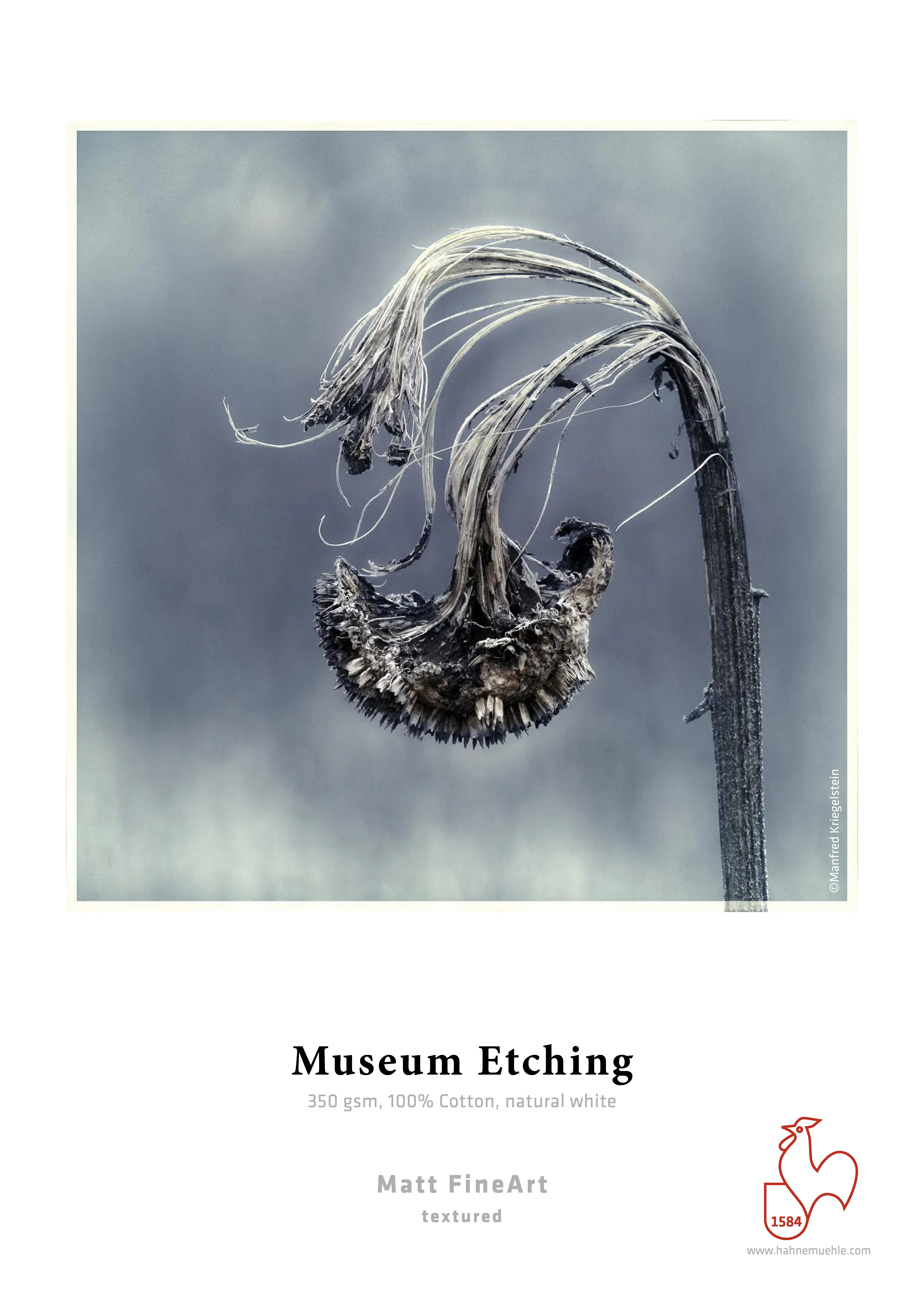 faded flower, dried stem, monochrome, textured, art print